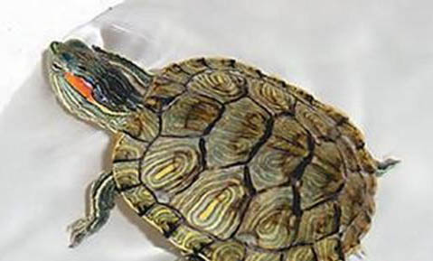 乌龟冬眠征兆是什么