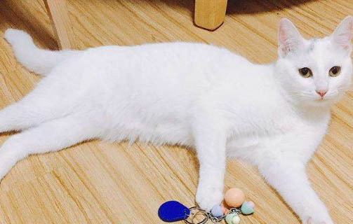 猫呕吐怎么办，猫咪呕吐的原因有哪些