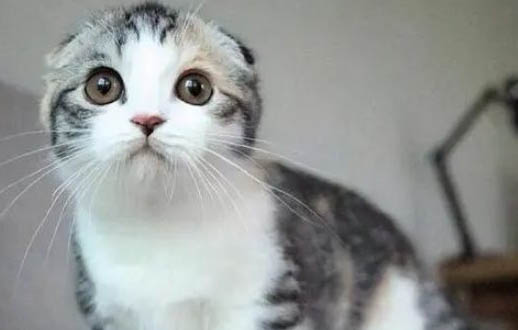猫咪腿瘸了会自愈吗