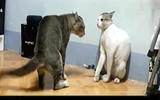 小猫一般多少天打疫苗
