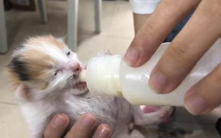 四个月小猫正常体重是多少