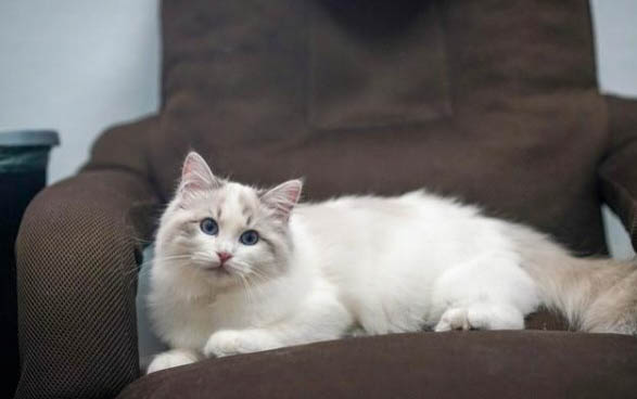 未满几个月的小猫可以做绝育手术吗