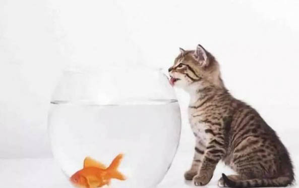 猫咪吃鱼的注意事项