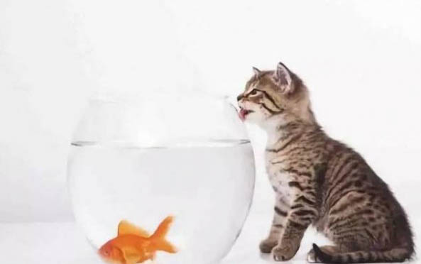 猫咪消化不良的症状表现有哪些