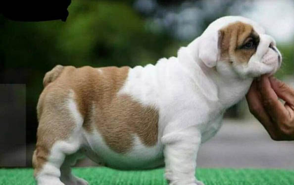 法国斗牛犬怀孕多久生产