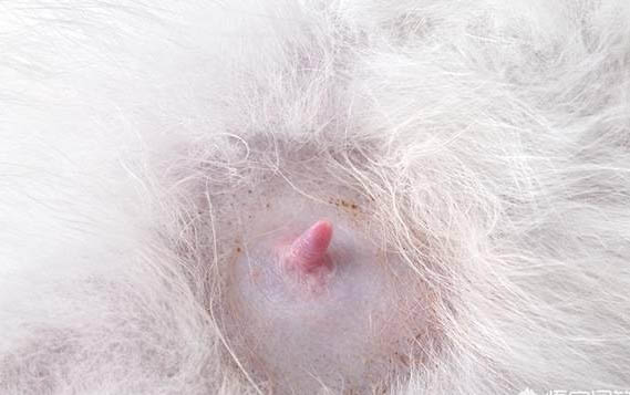 小猫能吃火腿肠么