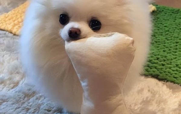 小狗大便干燥怎么处理