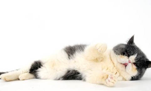猫粮中的成分有哪些