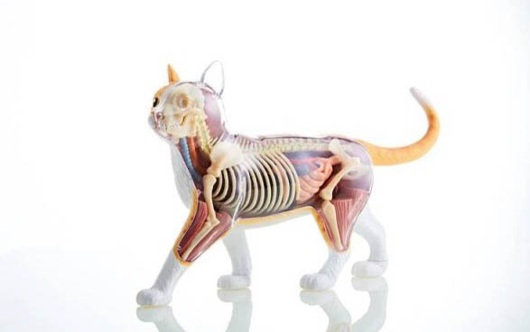猫咪排便特别臭的原因及处理方法