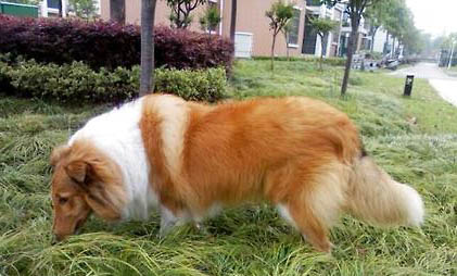 中亚牧羊犬骨折症状有哪些