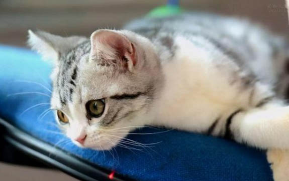猫咪做完驱虫后呕吐怎么办啊