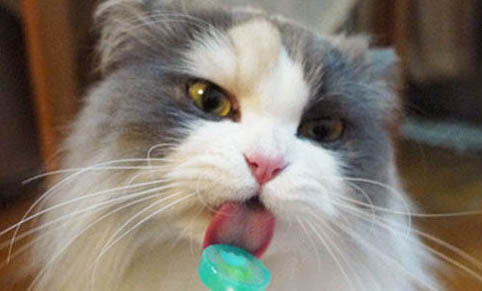 猫咪益生菌哪里有卖