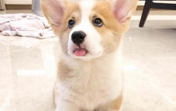 哪些狗狗不要挤肛门腺?