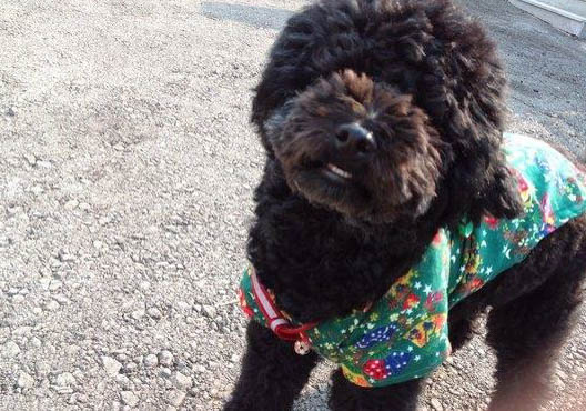 葡萄牙水犬智商高吗