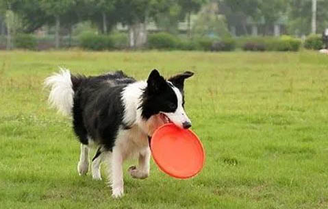 布列塔尼犬炎症发烧吐黄水