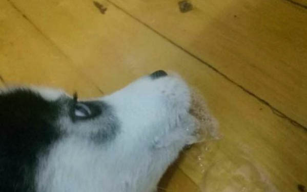 狗死了为什么不能埋土里