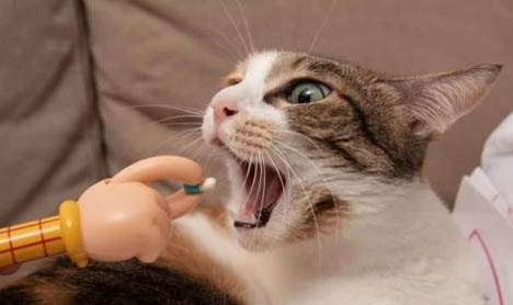 请问猫咪呕吐的原因及处理方法？