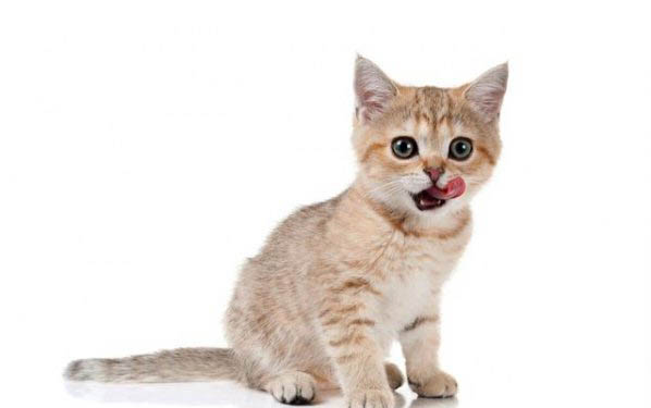 猫咪为什么突然乱尿