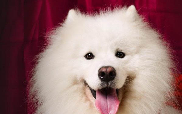 萨摩耶属于禁养犬吗