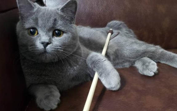 可爱猫咪为什么会流泪呢视频