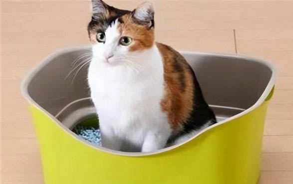 猫胡子剪掉一半还能长出来吗?