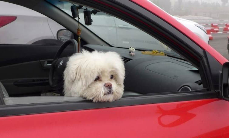 棉花面纱犬哪里有卖