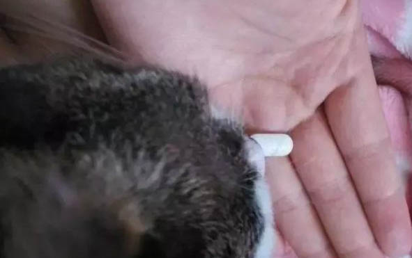刚出生的猫咪怎么喂养如果没有羊奶粉怎么办