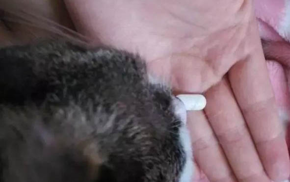 猫咪的后腿受伤