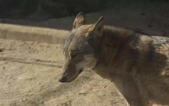 狗狗托运物流公司哪个比较靠谱