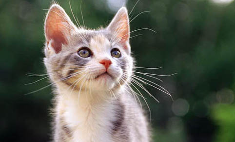 猫咪喜欢睡在主人枕头上表达什么