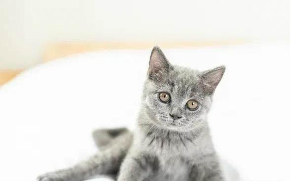 猫狗可以共养吗
