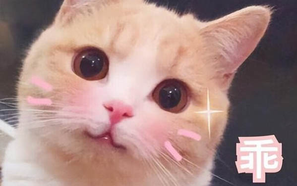 小猫喜欢轻轻咬人是什么原因