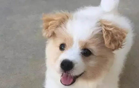 怎么教串串狗不要随地大小便?