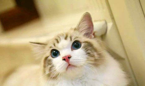猫咪不在窝里睡觉