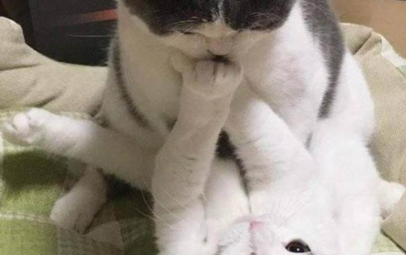 母猫做完绝育后怎么还乱叫
