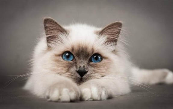 猫咪眼睛有透明长条分泌物是咋回事