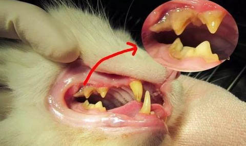 手被猫抓破皮要紧吗？