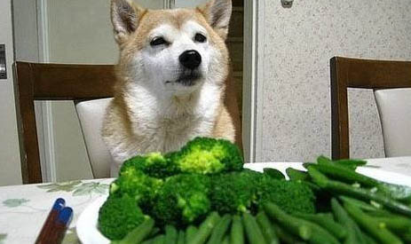 狗狗腹水什么症状