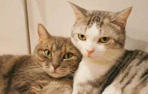 猫咪不吃饭越来越瘦是怎么了