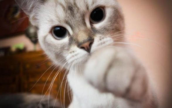 猫猫睡猫砂盆怎么办?