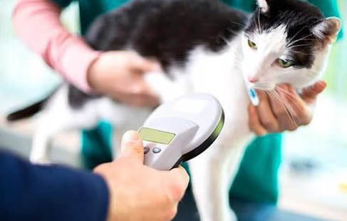 什么原因导致猫咪口腔有异味