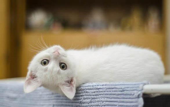 请问猫咪呕吐的原因及处理方法?