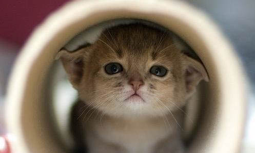 防止猫闹春的药哪款好用
