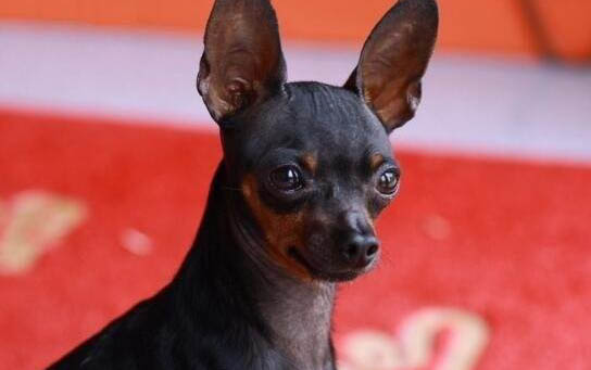 小鹿犬饲养有什么注意点
