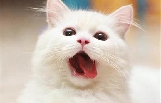 穷人的猫饭食谱