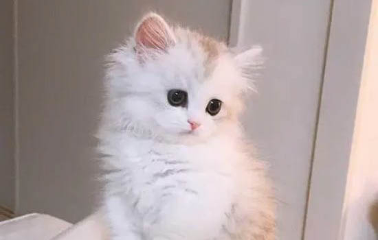 阿比西尼亚猫和金吉拉猫哪个好养