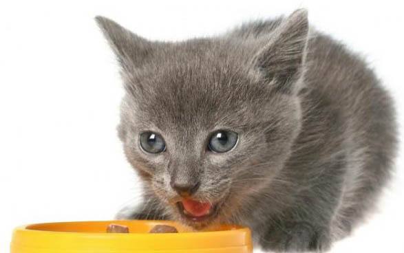 猫咪流鼻涕严重，还不吃不喝，怎么办