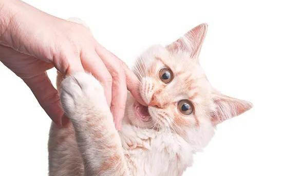 猫两条后腿突然站不起来