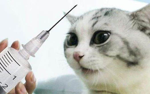 夏天猫咪呼吸快是常态嘛
