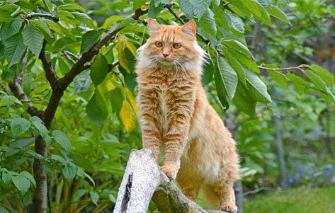 猫咪肺炎好转的迹象